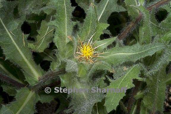 centaurea benedicta 2 graphic